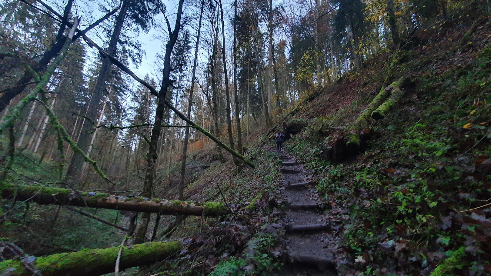 Hidden Forest Trails
